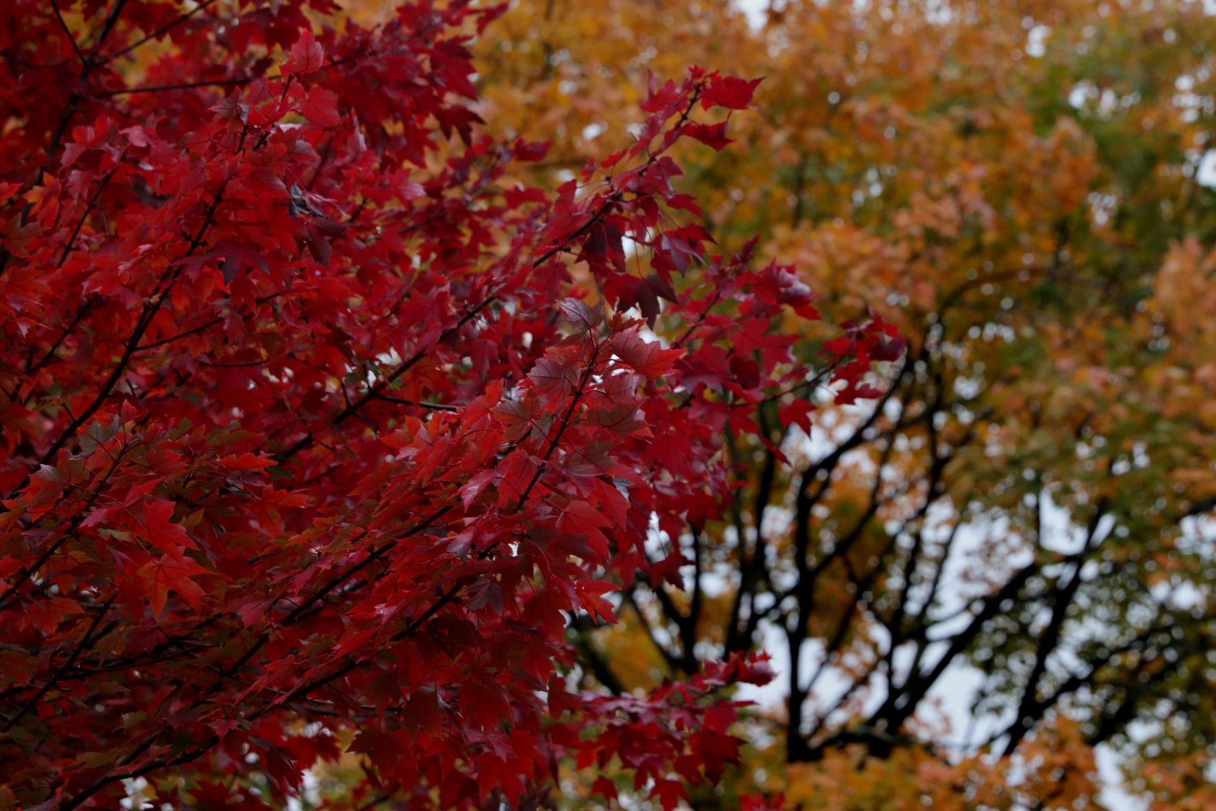 Fall color in St. Louis
